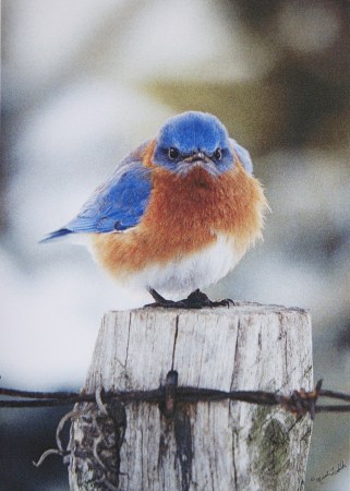 Mad Bluebird Solstice Card