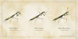 Praying Mantis Poster