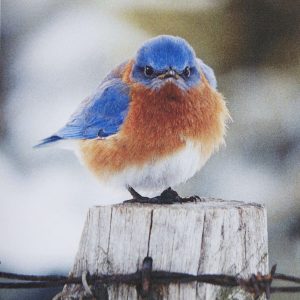 Mad Bluebird
