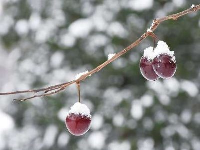 Cherries in the Snow