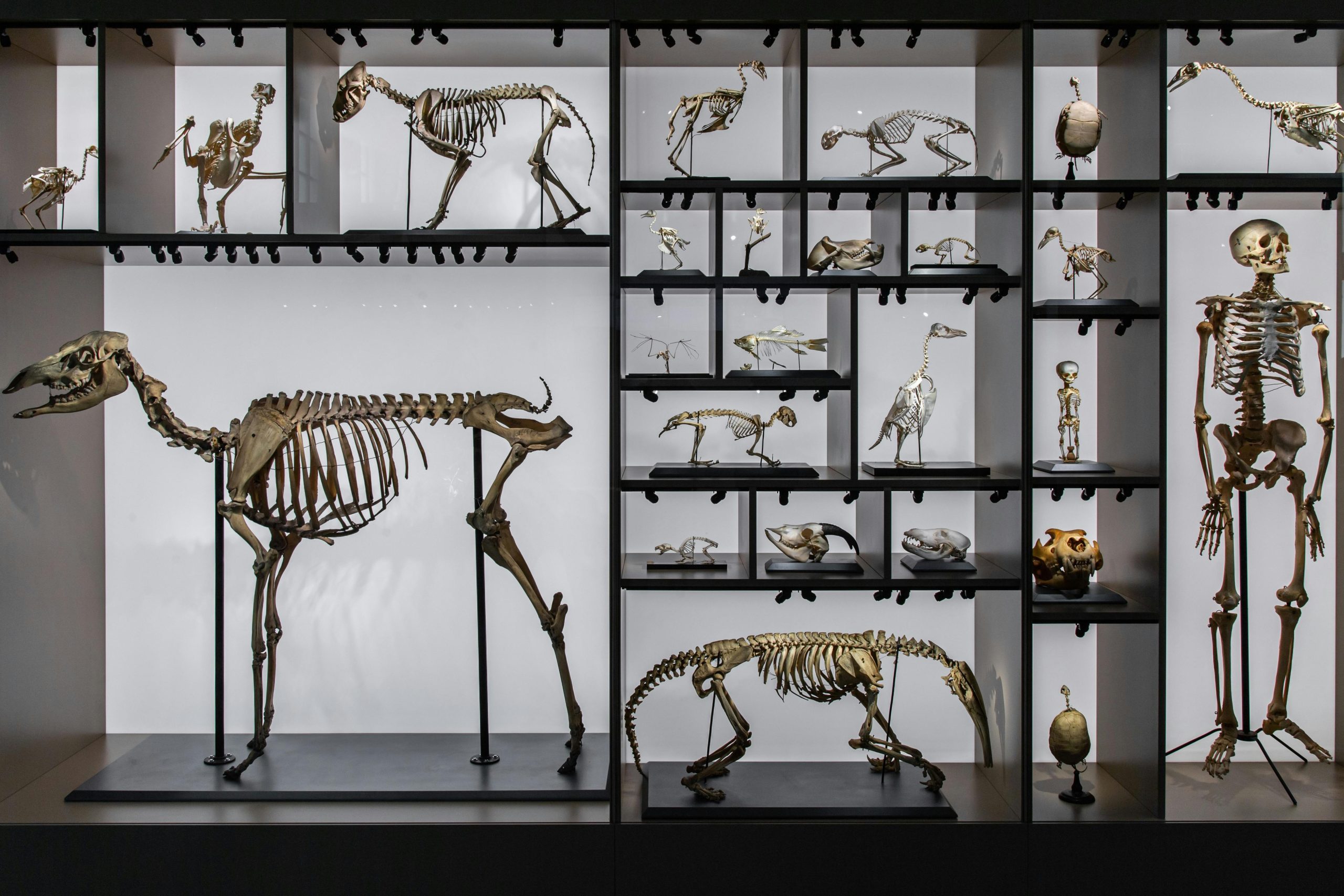 A display of skeletons, mostly animal, with one human skeleton on the far right. Other animals include a horse, goat, cat, various birds, and others.