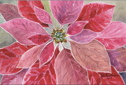 Poinsettia